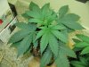 start week five vegging sativa 001.JPG