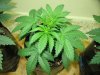 start week five vegging sativa 003.JPG