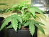 start week five vegging sativa 011.JPG