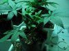 start week five vegging sativa 024.JPG