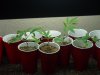 2010 clone grow #1.jpg