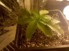 new grow update 009.jpg