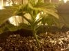 new grow update 011.jpg