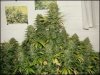 430 watt son agro grow.jpg