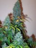 Last-day-before-harvest-pic-1-strain-Ice-12-1-2009.jpg