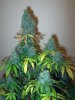 Last-day-before-harvest-pic-2-strain-Ice-12-1-2009.jpg