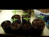 Grow2-Day11.jpg