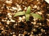 day 8 - plant 1.jpg