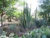 Echinopsis-pachanoi-habit.jpg