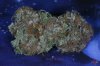 D_PurpBuds_036.jpg