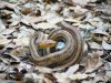 corn snake1.jpg