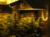 Stupid's girls end of week two flowering 007.JPG