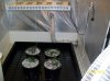 600w grow, first day 005 600x449.jpg