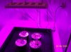 600w grow, first day 001 600x449.jpg