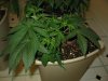 grow room overhaul 018.JPG