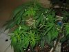 grow room overhaul 022.JPG