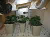 grow room overhaul 024.JPG