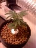 jack herer week two veg.jpg