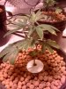 jack herer week two veg2.jpg