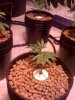 jack herer week two veg3.jpg