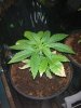 Blueberry 2 wk flower.jpg