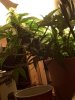 jan62010-30days-inthegrowbox3.jpg