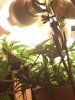 jan62010-30days-inthegrowbox2.jpg