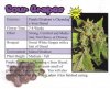 Sour Grape.jpg