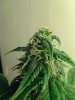 weed pics 9 049.jpg