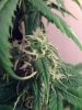 weed pics 9 051.jpg