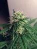 weed pics 9 059.jpg