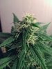 weed pics 9 062.jpg