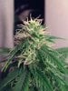 weed pics 9 064.jpg