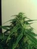 weed pics 9 068.jpg