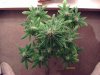 weed pics 9 073.jpg