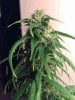 weed pics 9 074.jpg