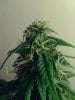 weed pics 9 076.jpg