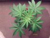 weed pics 9 081.jpg