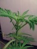 weed pics 9 082.jpg