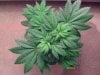 weed pics 9 086.jpg