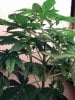 weed pics 9 090.jpg