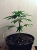 weed pics 9 092.jpg