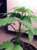 weed pics 9 095.jpg