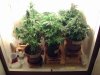 weed pics 9 103.jpg