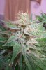 Baby White skunk cola 1.jpg