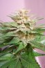 Baby White skunk cola 2.jpg