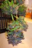 Old Kush harvest 5.jpg