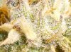 PK-trichs.jpg