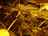 More Buds!  - Day 71.jpg