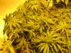 day two twelve twelve sativas 002.JPG